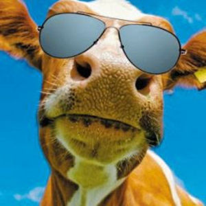 Meet your Posher, Levi